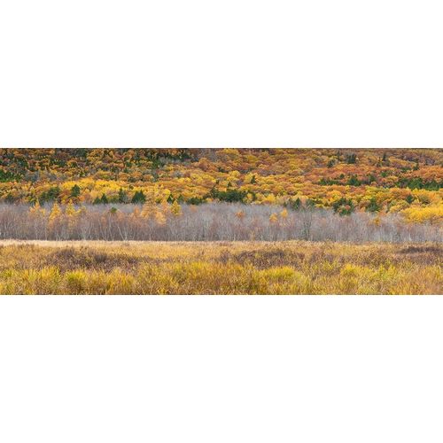 Maine-Mt Desert Island-Acadia National Park-autumn foliage